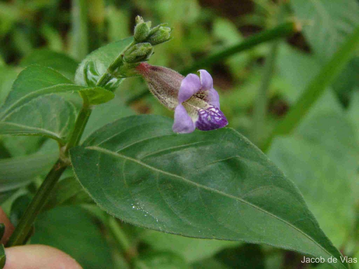 Asystasia variabilis (Nees) Trimen